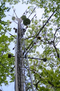 A flux tower at the Harvard Forest Environmental Measurements Site is shown. Equipped with various instruments, the towers are capable of measuring the ratio of carbon isotopes — among other parameters — above the tree canopy with very high accuracy. (Photo: Richard Wehr) A flux tower at the Harvard Forest Environmental Measurements Site is shown. Equipped with various instruments, the towers are capable of measuring the ratio of carbon isotopes — among other parameters — above the tree canopy with very high accuracy. (Photo: Richard Wehr)